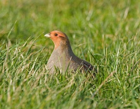 ‘Jacht op patrijs sluiten, leidt tot negatief effect op de populatie’ ‘Jacht op patrijs sluiten, leidt tot negatief effect op de populatie’
