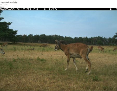 Help online met het detecteren van dieren op wildcamera’s Help online met het detecteren van dieren op wildcamera’s
