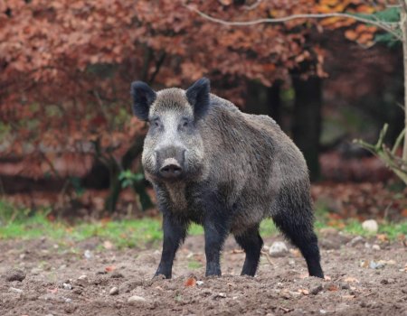 Interview: ‘Nog veel geschikt leefgebied voor everzwijn in Vlaanderen’ Interview: ‘Nog veel geschikt leefgebied voor everzwijn in Vlaanderen’