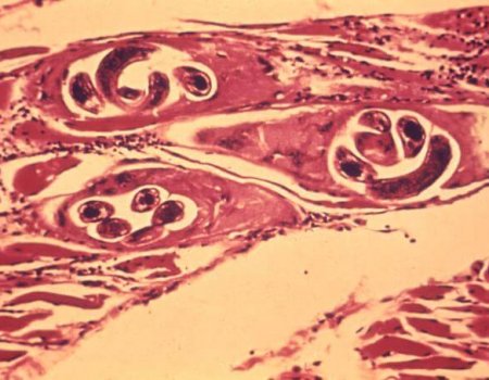 Trichine-onderzoek voortaan praktisch haalbaar én betaalbaar Trichine-onderzoek voortaan praktisch haalbaar én betaalbaar