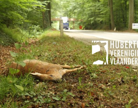 Waarschuwing: ‘Komende maand verhoogde kans op aanrijding reeën’ Waarschuwing: ‘Komende maand verhoogde kans op aanrijding reeën’