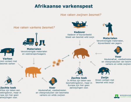 Update varkenspest: Waalse overheid streeft naar nulstand Update varkenspest: Waalse overheid streeft naar nulstand
