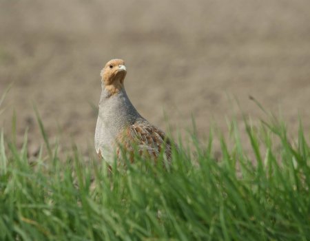 Jachtsector nodigt Schauvliege (Groen) uit voor terreinbezoek aan de patrijs Jachtsector nodigt Schauvliege (Groen) uit voor terreinbezoek aan de patrijs