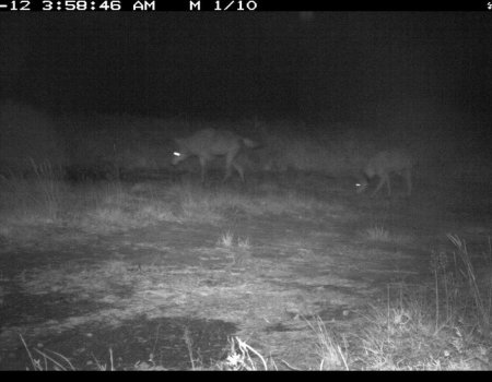 Reactie jachtsector op ANB: ‘Onduidelijkheid troef’ Reactie jachtsector op ANB: ‘Onduidelijkheid troef’