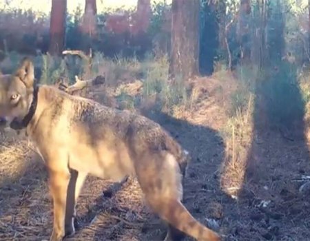 Verdwijning Naya de wolf: ‘Geen feiten, alleen kwalijke roddels’ Verdwijning Naya de wolf: ‘Geen feiten, alleen kwalijke roddels’