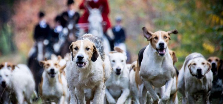 ST – HUBERTUSFEESTEN 2019