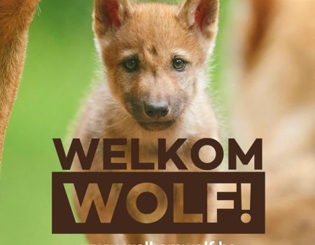 Boodschap aan Jan Loos (Welkom Wolf): ‘Hou het beschaafd’ Boodschap aan Jan Loos (Welkom Wolf): ‘Hou het beschaafd’