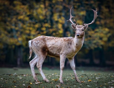 ‘Jagers hobbyisten? Eerder: ecologisten’ ‘Jagers hobbyisten? Eerder: ecologisten’