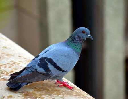 Oproep tot beheer van verwilderde duiven Oproep tot beheer van verwilderde duiven