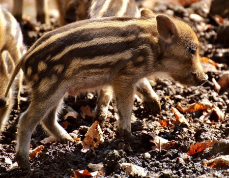 Projectoproep: biotoopherstel in beboste jachtgebieden en subsidies voor everbuffers Projectoproep: biotoopherstel in beboste jachtgebieden en subsidies voor everbuffers