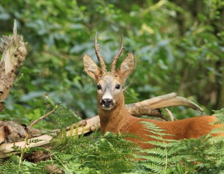 Stelling: mag ik een gestrekte ree zonder label vervoeren? Stelling: mag ik een gestrekte ree zonder label vervoeren?