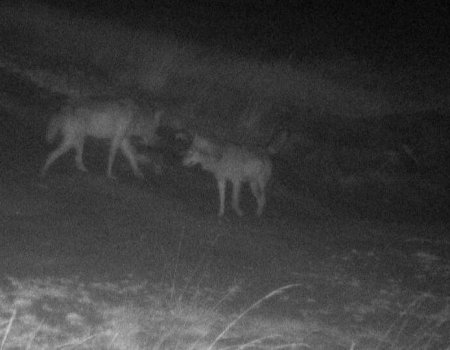 Overheid wil jacht in militaire domeinen tijdelijk afschaffen, jachtsector hekelt ‘eenzijdige beslissing’ Overheid wil jacht in militaire domeinen tijdelijk afschaffen, jachtsector hekelt ‘eenzijdige beslissing’