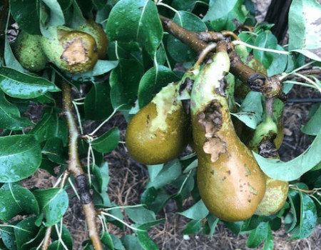 Land- en tuinbouwsector kreunt onder wildschade Land- en tuinbouwsector kreunt onder wildschade