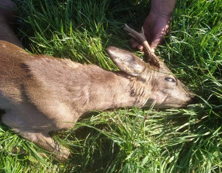 Bronsttijd aangebroken: Meer beweging, meer aanrijdingen Bronsttijd aangebroken: Meer beweging, meer aanrijdingen