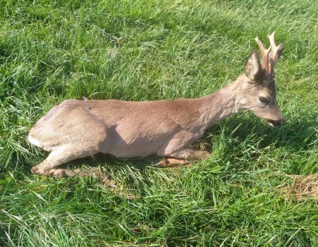 Coronavirus: meer gekwetste reeën door loslopende honden Coronavirus: meer gekwetste reeën door loslopende honden