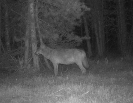 Over Jan Loos: een ordinaire onruststoker Over Jan Loos: een ordinaire onruststoker