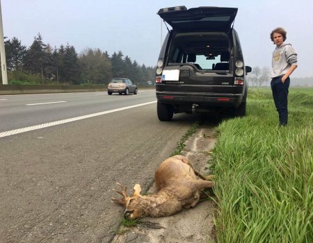 Stelling: mag ik een aangereden ree meenemen naar huis? Stelling: mag ik een aangereden ree meenemen naar huis?