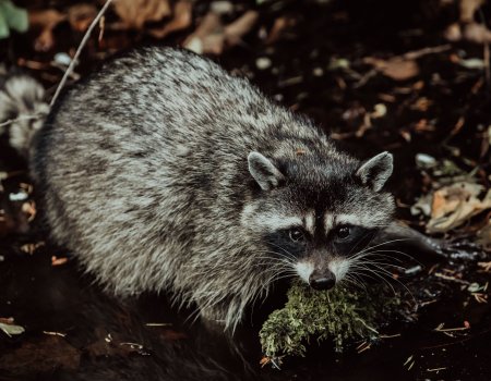 Bestrijding invasieve exoten: ‘Belangrijke rol weggelegd voor jagers’ Bestrijding invasieve exoten: ‘Belangrijke rol weggelegd voor jagers’