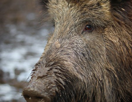 Everzwijn: in steeds meer gemeenten afschot gerealiseerd Everzwijn: in steeds meer gemeenten afschot gerealiseerd