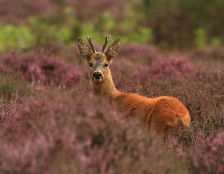 Officieel: jacht op ree vanaf 4 mei open in Vlaanderen. Officieel: jacht op ree vanaf 4 mei open in Vlaanderen.