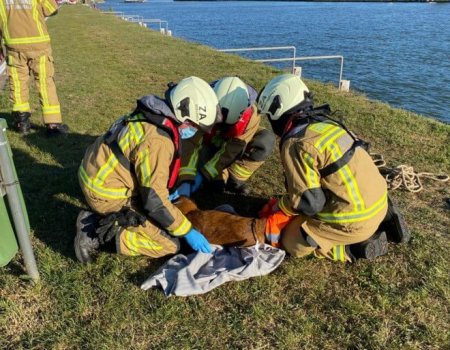 Het Albertkanaal: horrorplek voor reeën Het Albertkanaal: horrorplek voor reeën