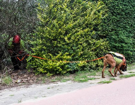 Het Nazoekteam speurt mee naar aangereden wolf Het Nazoekteam speurt mee naar aangereden wolf