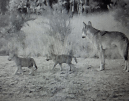 Wolvenwelpen: ‘Uniek feit in Vlaanderen’ Wolvenwelpen: ‘Uniek feit in Vlaanderen’