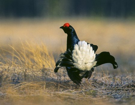 Zweedse korhoenen moeten Belgische populatie redden Zweedse korhoenen moeten Belgische populatie redden