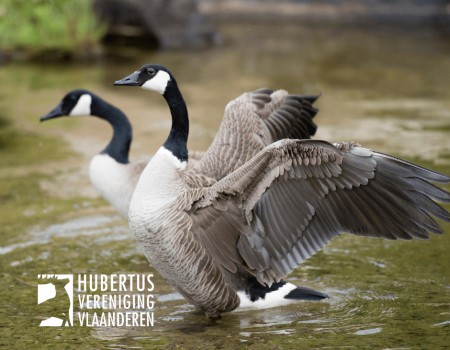 Standpunt: ganzen vergassen Standpunt: ganzen vergassen