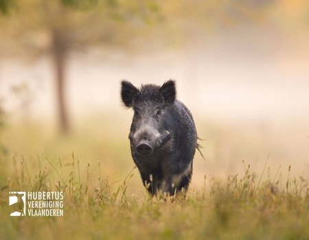 Avondklok Antwerpen: bijzondere jacht op everzwijn mag ‘s nachts doorgaan Avondklok Antwerpen: bijzondere jacht op everzwijn mag ‘s nachts doorgaan