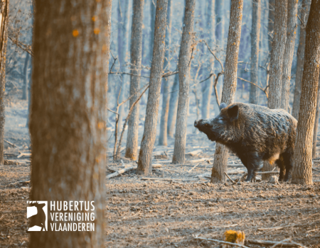 Nachtklok Antwerpen: bijzondere bejaging op evers toegestaan Nachtklok Antwerpen: bijzondere bejaging op evers toegestaan