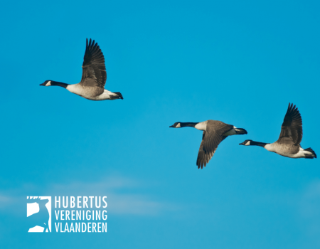Reactie Knack-column: Jacht op ganzen is noodzakelijk én wettelijk Reactie Knack-column: Jacht op ganzen is noodzakelijk én wettelijk