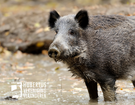 Reactie Jachtsector op plan Demir: ‘Geef jagers alle nodige tools’ Reactie Jachtsector op plan Demir: ‘Geef jagers alle nodige tools’