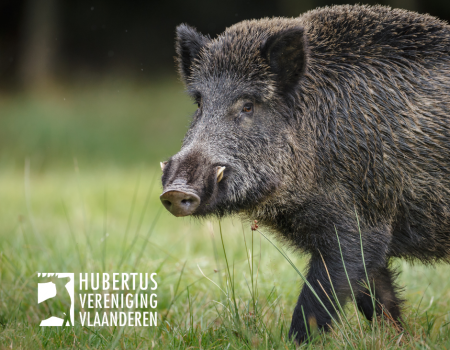 Beheren van everzwijn: een essentiële activiteit Beheren van everzwijn: een essentiële activiteit