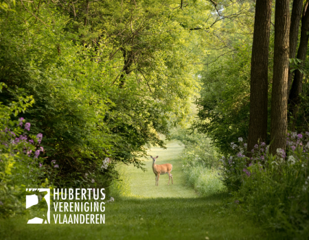 Weidelijkheid: welke schietafstand is (niet) verantwoord op reewild? Weidelijkheid: welke schietafstand is (niet) verantwoord op reewild?