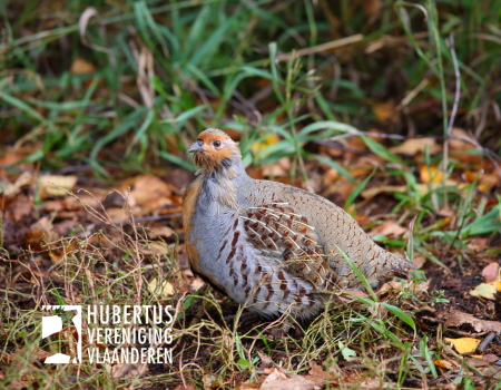 Duik in de wereld van de patrijs op de Vlaamse velden Duik in de wereld van de patrijs op de Vlaamse velden