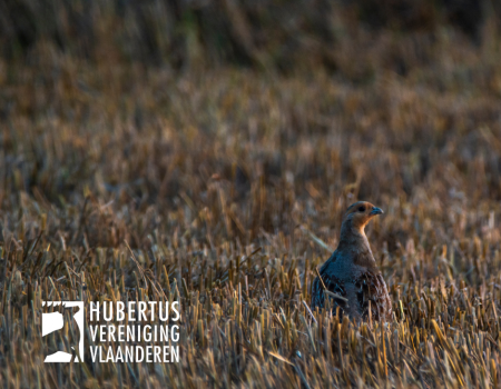 Oproep: verzamel achterteentjes van patrijzen Oproep: verzamel achterteentjes van patrijzen