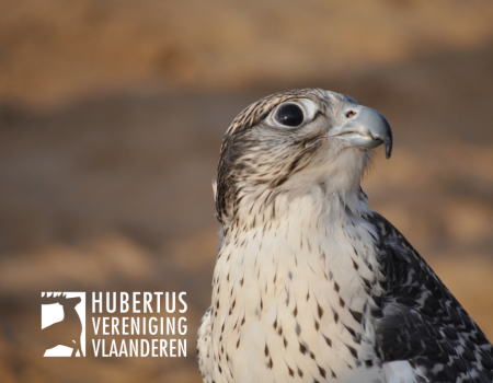 Impact vogelgriep op jachtwild: 4 vragen Impact vogelgriep op jachtwild: 4 vragen