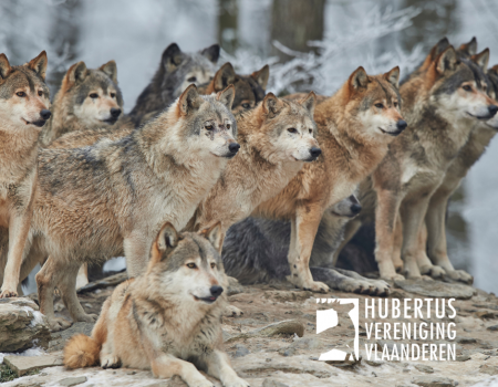 Factcheck: maakt de wolf de jacht op everzwijn overbodig in Vlaanderen? Factcheck: maakt de wolf de jacht op everzwijn overbodig in Vlaanderen?