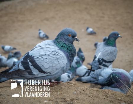 Oproep tot beheer van verwilderde duiven Oproep tot beheer van verwilderde duiven