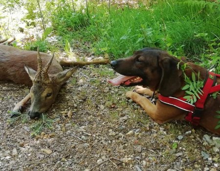 Weidelijkheid: ben ik als jager verplicht om een nazoek te organiseren? Weidelijkheid: ben ik als jager verplicht om een nazoek te organiseren?
