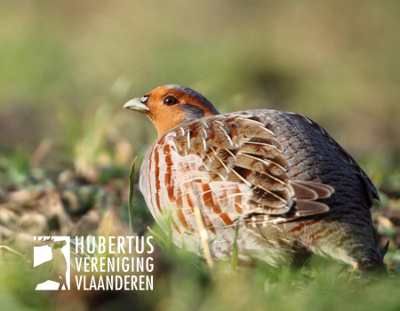 Professionele ondersteuning voorzien bij uitrol nieuw telprotocol patrijzen Professionele ondersteuning voorzien bij uitrol nieuw telprotocol patrijzen