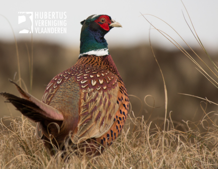 Weidelijkheid: doe ik mee aan het schieten van uitgezette fazanten? Weidelijkheid: doe ik mee aan het schieten van uitgezette fazanten?