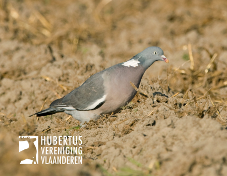Weidelijkheid: Hoe stevig mag ik tekeer gaan tijdens het bestrijden van duiven? Weidelijkheid: Hoe stevig mag ik tekeer gaan tijdens het bestrijden van duiven?