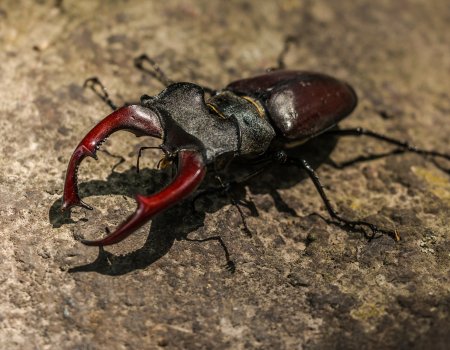 Projectsubsidie soorten -geef je natuurproject een stevig duwtje vooruit Projectsubsidie soorten -geef je natuurproject een stevig duwtje vooruit