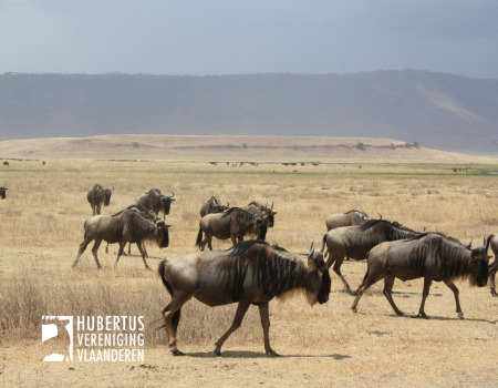 Weidelijkheid: zijn jachtreizen ethisch verantwoord? Weidelijkheid: zijn jachtreizen ethisch verantwoord?
