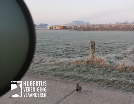 Reportage: jagers helpen wetenschappelijk onderzoek naar patrijs Reportage: jagers helpen wetenschappelijk onderzoek naar patrijs