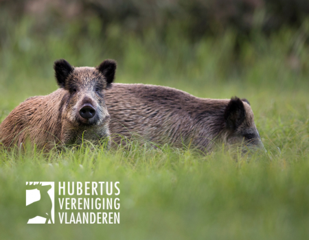 Weidelijkheid: Welke everzwijnen in een rotte schiet ik eerst? Weidelijkheid: Welke everzwijnen in een rotte schiet ik eerst?