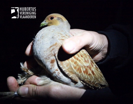 Interview INBO-wetenschapper: ‘Uitzetten van gekweekte patrijzen is gevaarlijk voor lokale populaties’ Interview INBO-wetenschapper: ‘Uitzetten van gekweekte patrijzen is gevaarlijk voor lokale populaties’