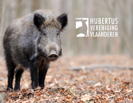 Jachtreizen: Afrikaanse varkenspest in het buitenland Jachtreizen: Afrikaanse varkenspest in het buitenland